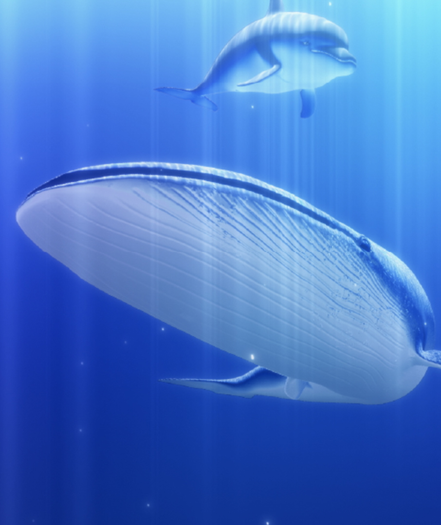 玄海海中展望塔 | Works | MontBlanc Pictures（モンブランピクチャーズ）